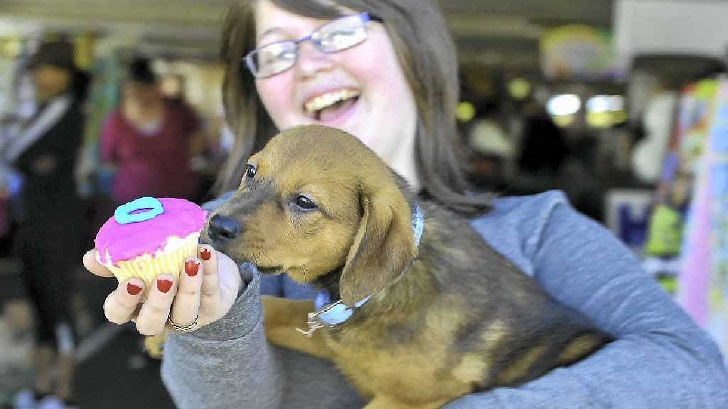 Tasty treats add up to more dollars for RSPCA The Courier Mail