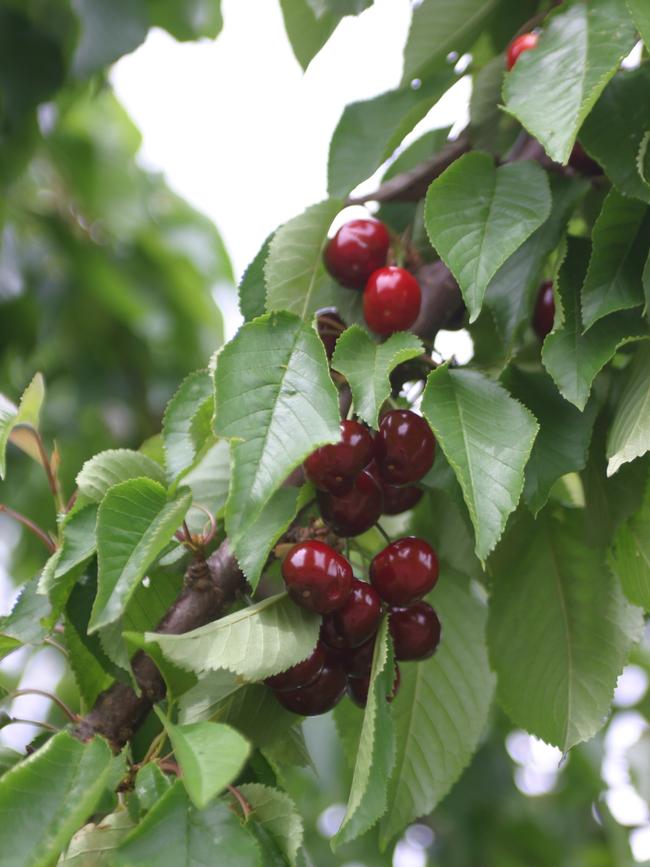 A cherry tree led to a neighbourhood dispute.