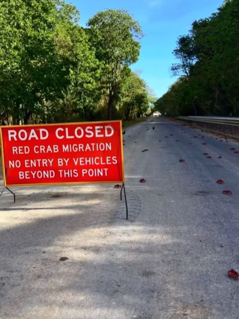 Road barriers and crab bridges are installed to help with the migration. Picture: Facebook/Christmas Island Tourism