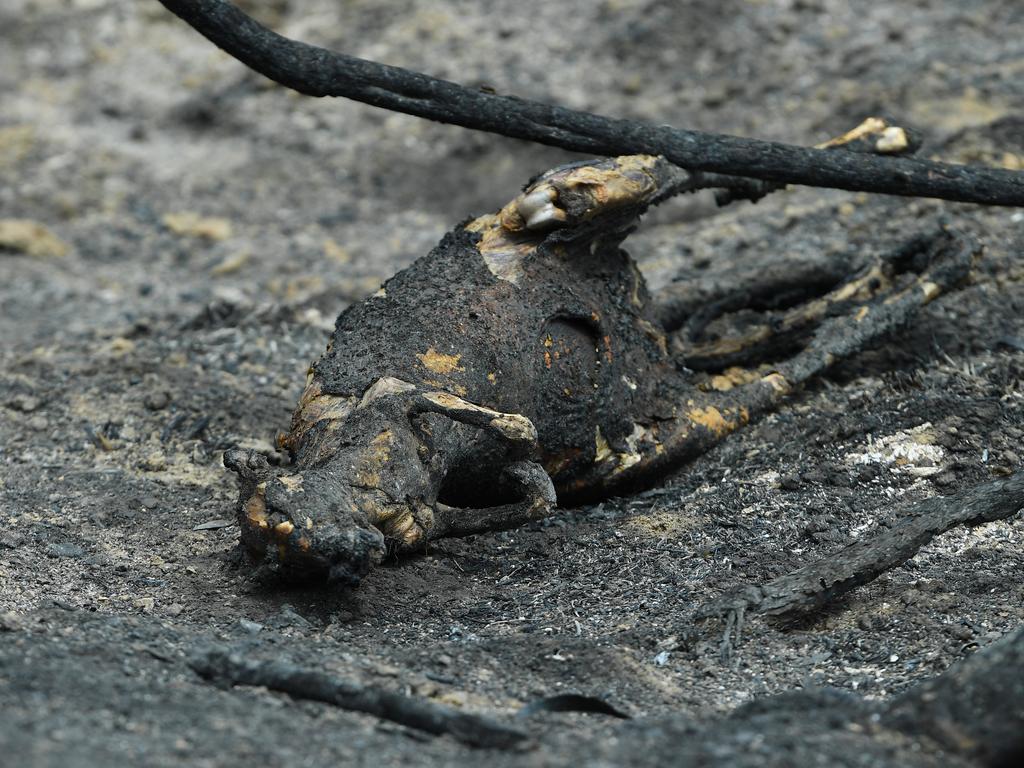 A dead Kangaroo is seen in Sarsfield, East Gippsland during the bushfires in December. Picture: James Ross/AAP