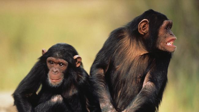 The show-and-tell behaviour observed in the chimpanzees was originally thought to be uniquely human. Picture: Thinkstock