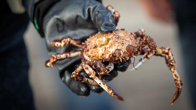 A spider crab is held at Rye pier. Picture: Mark Stewart