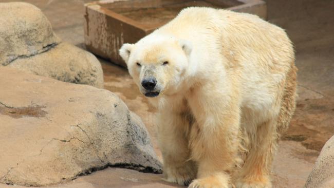 In this photo supplied by Joburg Parks and Zoo and taken Feb. 14, 2014, Wang, the zoo's only polar bear stands in his enclosure at the Johannesburg Zoo on St. Valentine's Day. The bear was put down Wednesday, Aug. 13, 2014 because it was suffering from liver and heart illnesses. (AP Photo-Joburg Parks and Zoo) NO ARCHIVING, NO LICENSING