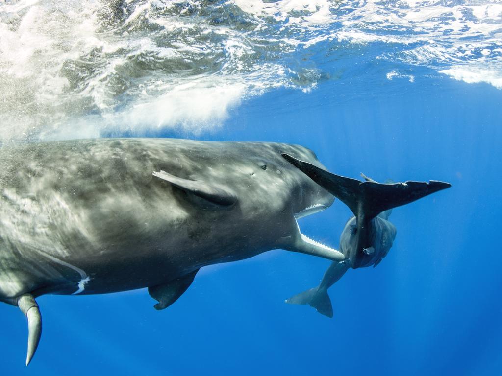 Lumix People’s Choice Award: Teenager by Franco Banfi, Switzerland/Wildlife Photographer of the Year 2018/Natural History Museum. Franco was free diving off Dominica in the Caribbean Sea when he witnessed this young male sperm whale trying to copulate with a female. Unfortunately for him her calf was always in the way and the frisky male had to continually chase off the troublesome calf.