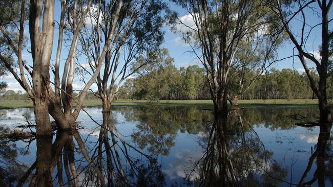 Barmah National Park is found on the Murray River. Picture: Supplied.