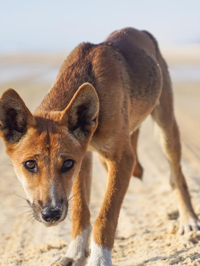 Wild dogs will be stopped from killing sheep by baits. Picture: Vincent Shaw