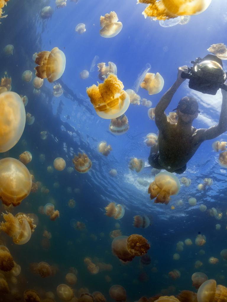 Snorkler in the Jellyfish Lake, Eil Malk island, Palau. Picture: Getty Images.