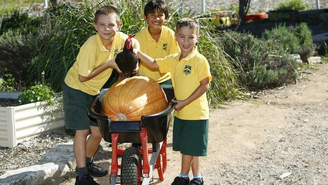 Maroubra Bay Public School is one of the fastest growing schools in the region. Students James, Daniel and Jay enjoy the school’s garden project in 2018. Picture: John Appleyard