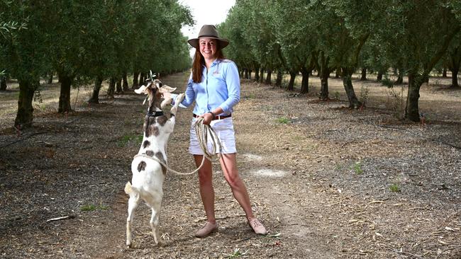 ‘I really like it here, everyone rallies behind each other’: Angelica Morse at the olive farm where she works in Yarrawonga, Victoria. Picture: Simon Dallinger