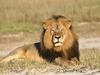 In this undated photo provided by the Wildlife Conservation Research Unit, Cecil the lion rests in Hwange National Park, in Hwange, Zimbabwe. Two Zimbabweans arrested for illegally hunting a lion appeared in court Wednesday, July 29, 2015. The head of Zimbabwe’s safari association said the killing was unethical and that it couldn’t even be classified as a hunt, since the lion killed by an American dentist was lured into the kill zone. (Andy Loveridge/Wildlife Conservation Research Unit via AP)