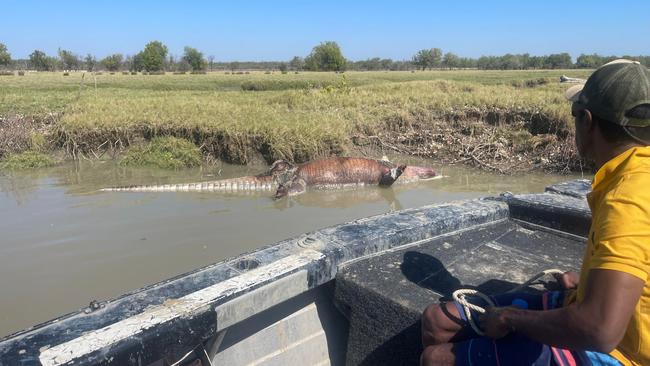 Normanton local Nigel Gilbo investigates a dead crocodile on the Norman River. Picture: Dylan Leschke