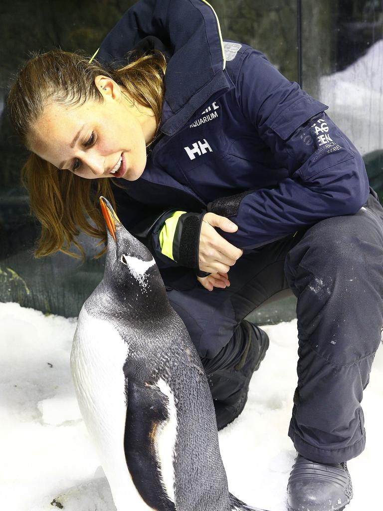 Penguin trainer Laurie Keller at Sea Life Sydney Aquarium. Picture: John Appleyard