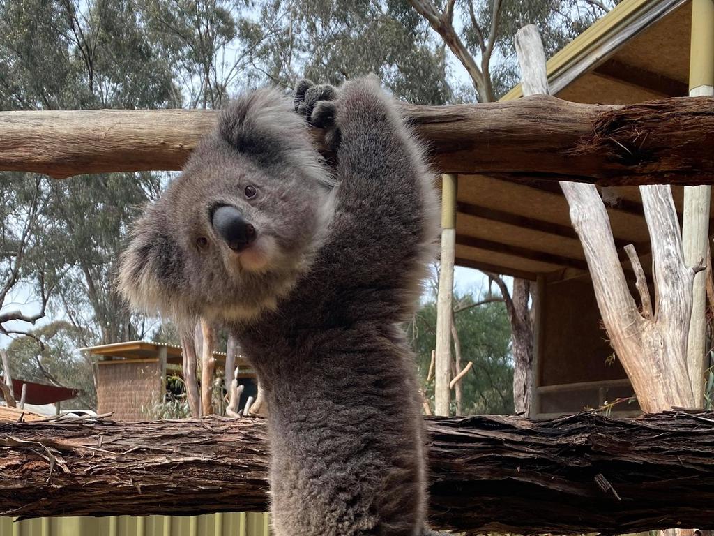 The Australian Koala Foundation is pushing for a federal ‘Koala Protection Act’. Picture: Supplied via Kyabram Fauna Park