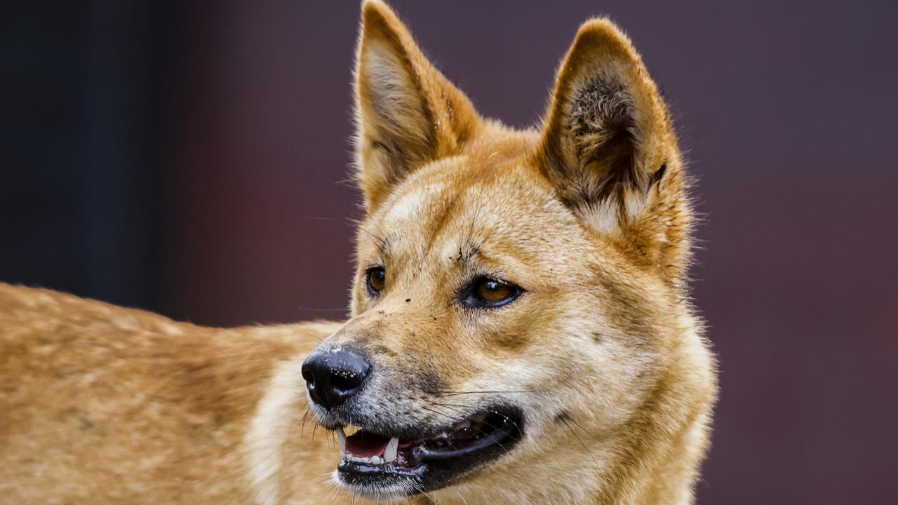 Dingo pack leader killed after attacking a jogger on a popular