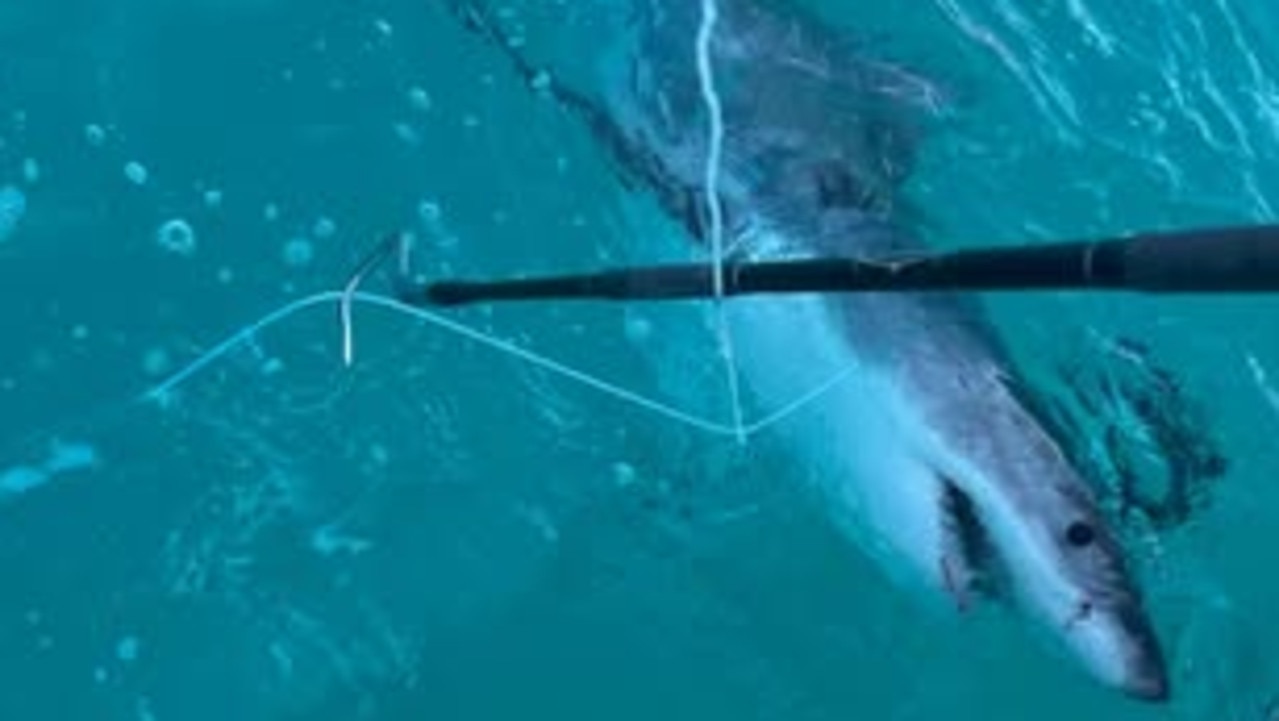 Warning after dangerous sharks spotted at popular diving spot
