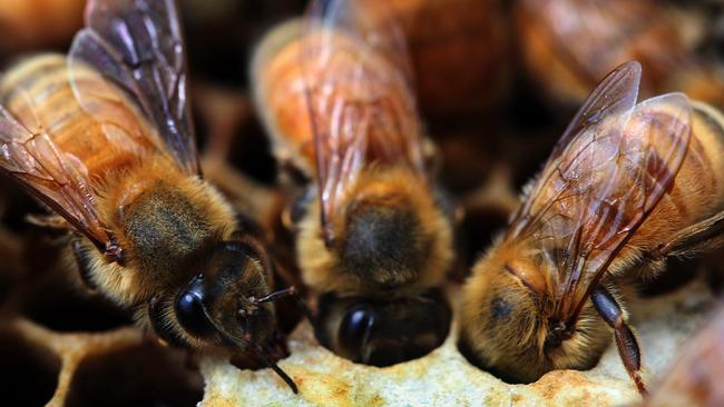 Hobart honey producer hits sweet spot with leatherwood, named best in ...