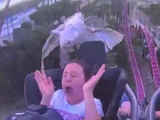 Moment ibis hits girl in the face on roller coaster