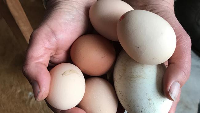 Fresh eggs. Picture: Jenifer Jagielski