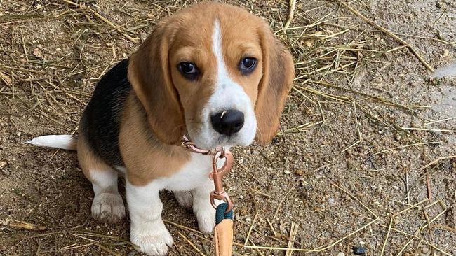 Little Beagle puppy Britney reported stolen from Nana Glen.