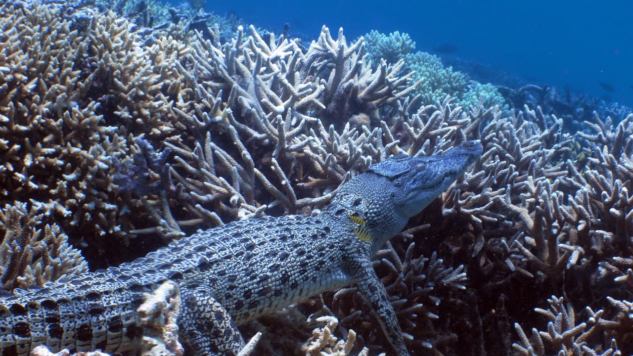 Crocodiles: saltwater croc photographed at Agincourt Reef, 40km off ...