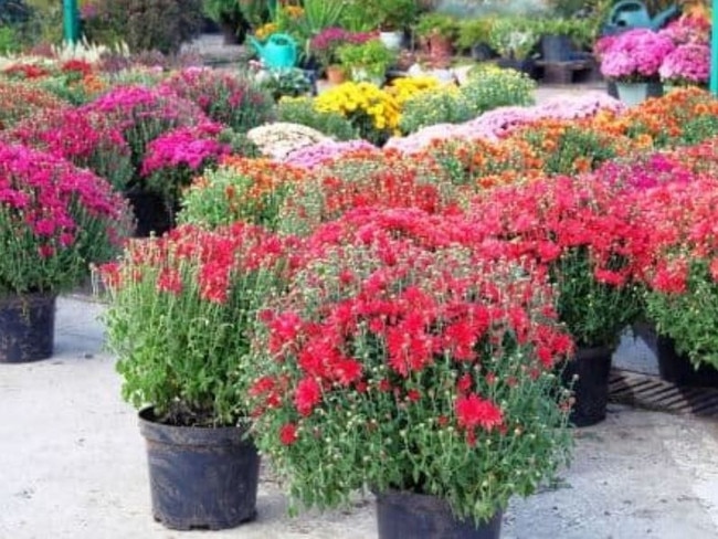 Smell the roses at your very own nursery.