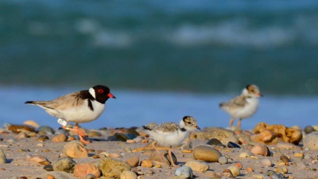 A hooded plover with chicks in Port Willunga. Picture: Ash and Sue Read