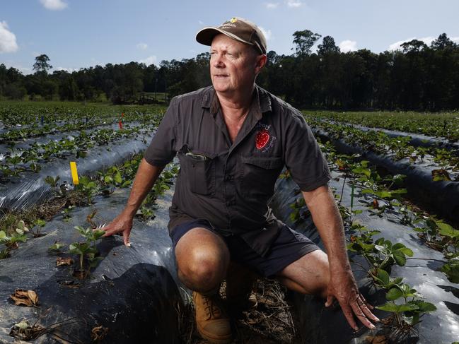 Luvaberry Farmer and President of the Strawberry Growers Association Adrian Schultz on his farm at Wamuran. Picture Lachie Millard