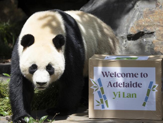 Giant Panda, Yi Lan makes her public debut at Adelaide Zoo . 21st January 2025 Picture: Brett Hartwig