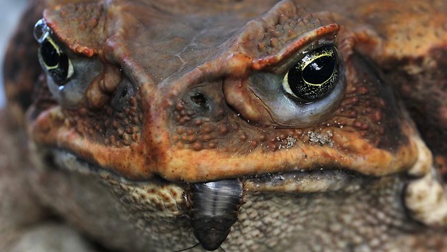 cane toads eating