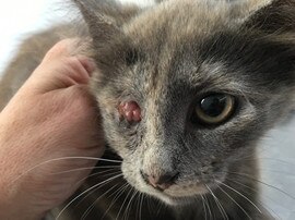 Cherry before being rescued. Picture: RSPCA