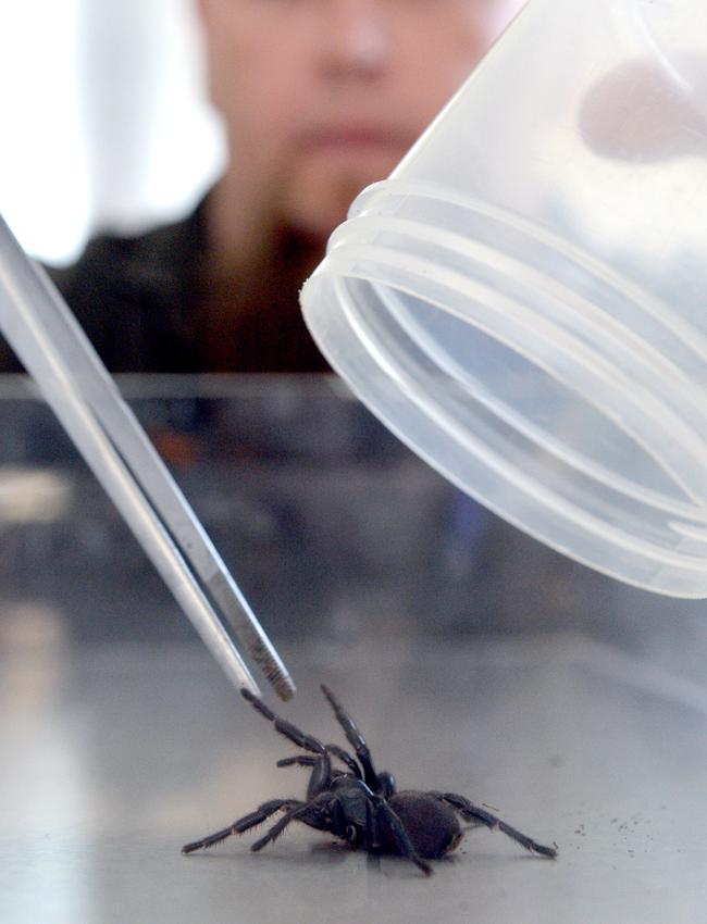 Kane Christensen with a funnel-web spider that was handed in at the Mona Vale Vet clinic. Picture: AAP Image/Jeremy Piper