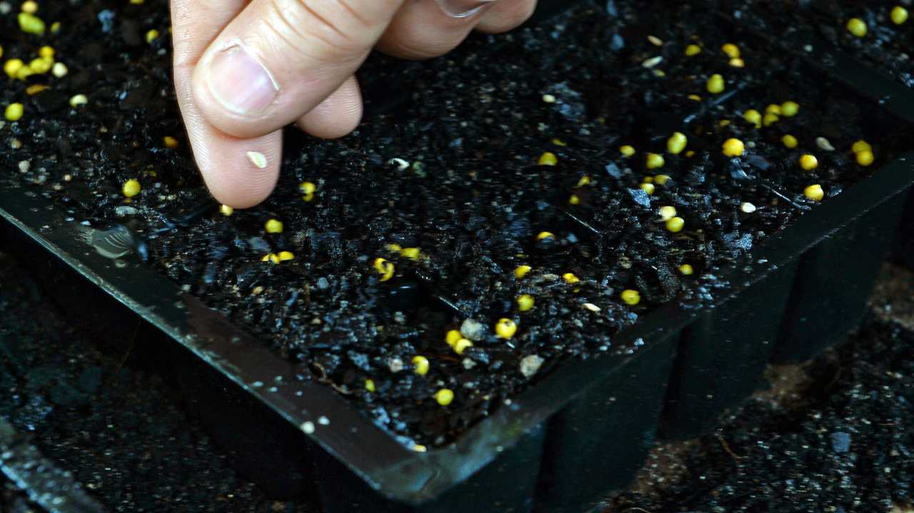 How to plant your seeds. Step 4: Place one seed in each pot, being careful not to put it directly on a thing of fertiliser. Cover with a small amount of soil, and move to a well-lit area. Picture: Rob Williams