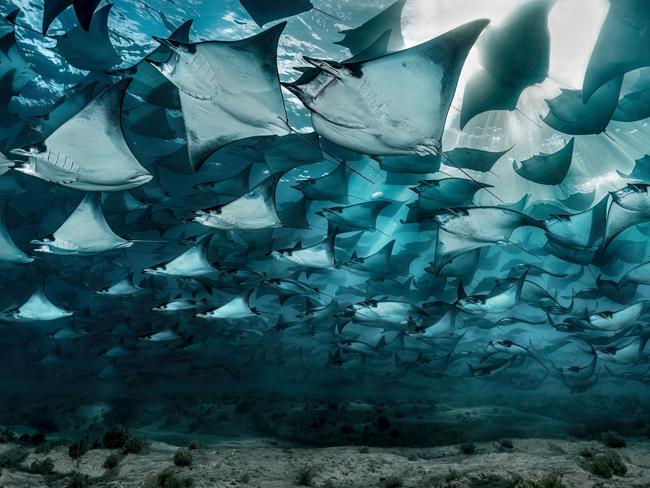 Nicolas Hahn: A fever of mobula rays swim peacefully in the shallow waters of the Gulf of California. Baja California Sur, Mexico