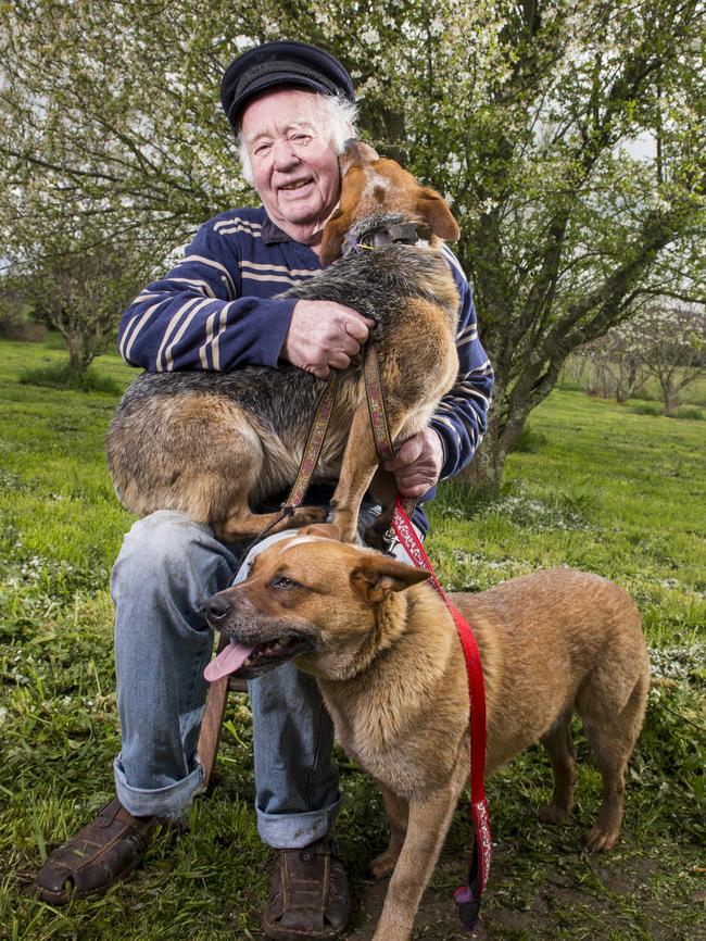 The dogs are back where they should be. Picture: Eugene Hyland