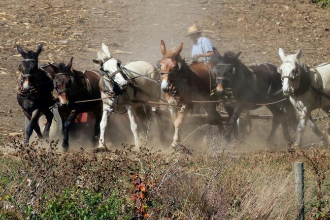 An Amish farmer works his field with horses in Strasburg, Pennsylvania, on October 19, 2024.