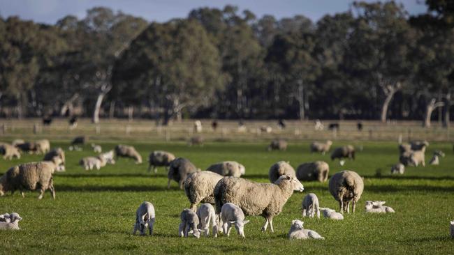 Towards 90 modules have been designed combining research and input from leading producers to deliver information about how to maximise ewe welfare and productivity. Picture: Nicole Cleary