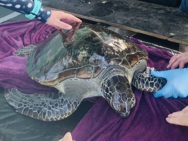 Green sea turtle Judge TP was released back into the ocean after receiving treatment at the Magnetic Island Network for Turtles for floaters syndrome .