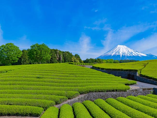 Mt. Fuji and tea plantation