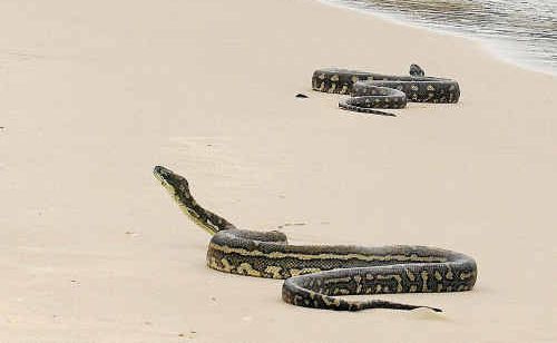 Two coastal carpet pythons put on a fascinating display on the water’s edge at Yamba’s Whiting Beach.