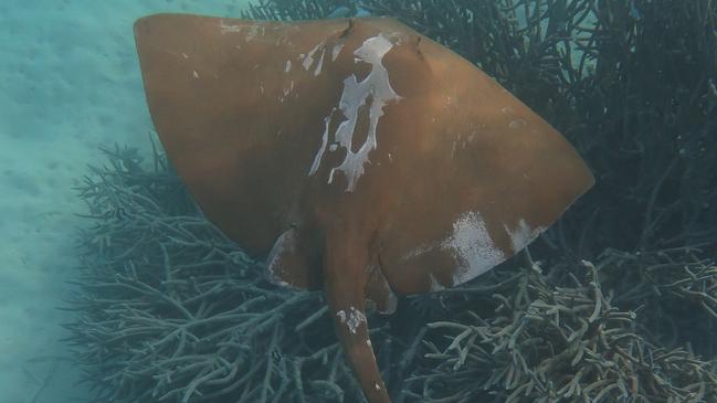 Generic image of a stingray. Photo: Coling Simpfendorfer