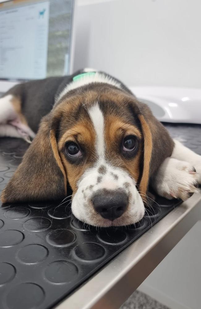 Winston: Kylie Brewitt's 3 month old Beagle