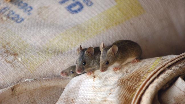 Number rise: Mice numbers are high in NSW and Queensland at the moment, bait manufacturer Animal Control Technologies’ Linton Staples says. Picture: Brad Newman