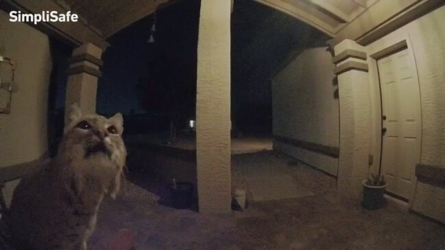 Bobcat ‘rings’ doorbell of Arizona home