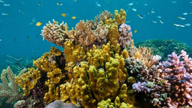 In the last 15 years parts of the Great Barrier reef have bleached on only three occasions.