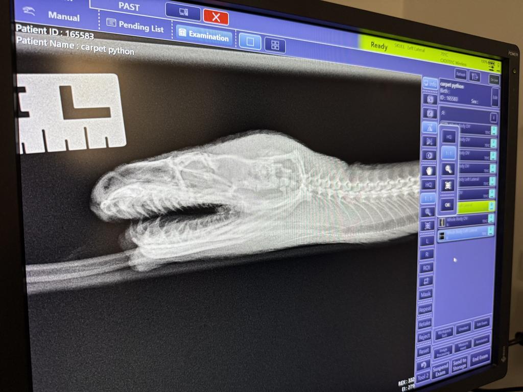 An X-ray shows the snake’s injuries. Picture: Currumbin Wildlife Hospital