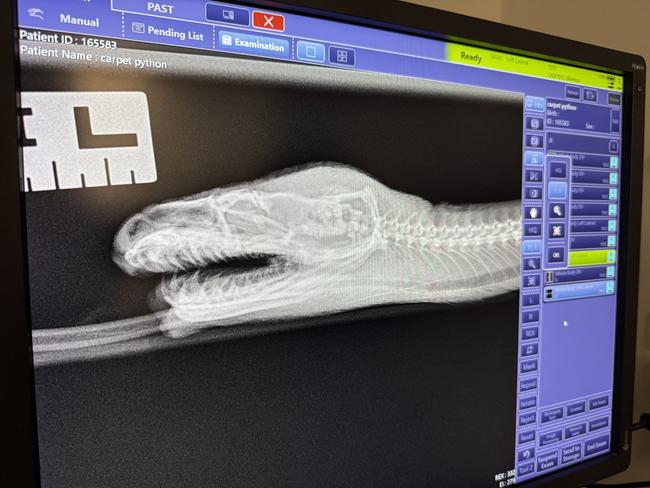 An X-ray shows the snake’s injuries. Picture: Currumbin Wildlife Hospital