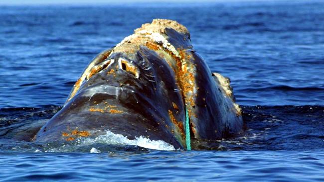 (FILES) This file photo taken on June 19, 2001 by the National Oceanic and Atmospheric Administration shows an endangered North Atlantic right whale which is entangled in heavy plastic fishing link (Green Line-C) off Cape Cod, Massachusetts. Canadian officials on August 11, 2017 ordered boats including cargo and cruise ships to reduce their speed in the Gulf of Saint Lawrence in a bid to protect endangered whales. The speed limit was capped at 10 knots (11.5 miles, 18.5 kilometers) per hour -- about half the average current speeds -- in areas where whales have been reported. The move follows two months that saw an average of one North Atlantic right whale per week found dead in the shipping channel, which connects the Great Lakes to the Atlantic Ocean.  / AFP PHOTO / NOAA / Handout