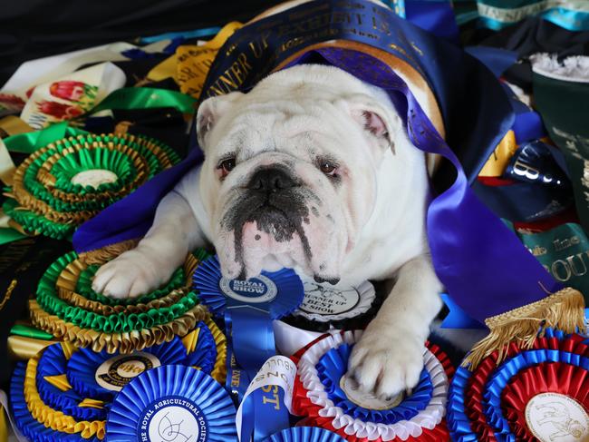 Arthur relaxes on some of his winning ribbons and sashes. Picture: David Caird