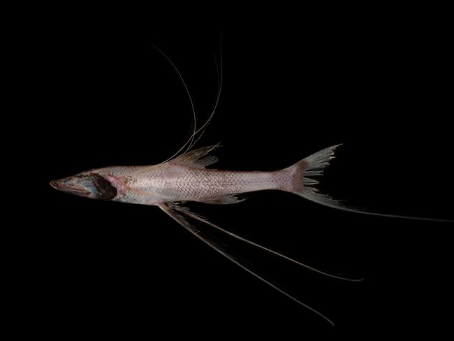 Kin of 'world's ugliest animal' Mr Blobby among fish hauled off Australia  abyss