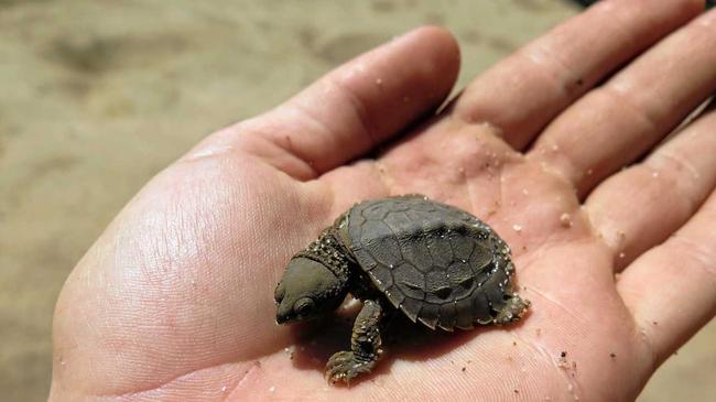 CUTE REPTILE: The vulnerable Fitzroy River Turtle, otherwise known as the "bum-breathing turtle" population is slowly recovering thanks to conservation efforts. Picture: Greening Australia